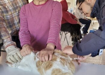 SEREMI de Salud ha inmunizado más de 800 mascotas en Ñuble durante el 2024
