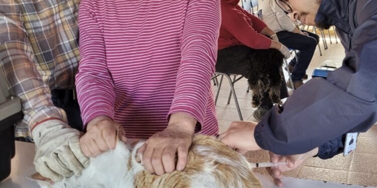 SEREMI de Salud ha inmunizado más de 800 mascotas en Ñuble durante el 2024