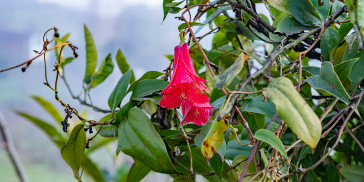 Seremi del Medio Ambiente Ñuble: Ministerio del Medio Ambiente inicia Consulta indígena sobre materias que regularán las áreas protegidas y sitios prioritarios de nuestro país