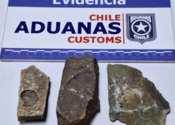 Aduanas descubre a turista portando fósiles protegidos en el Paso Mamuil Malal en la Araucanía.