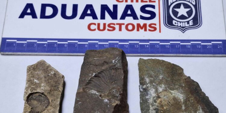 Aduanas descubre a turista portando fósiles protegidos en el Paso Mamuil Malal en la Araucanía.