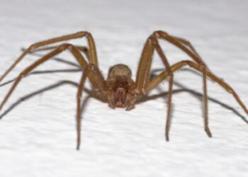 ¿Qué hacer ante una mordedura de araña de rincón? Expertos entregan recomendaciones que pueden salvar vidas