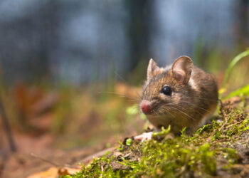 Seremi de Salud confirma primer caso del año de hanta virus en Ñuble de este 2025