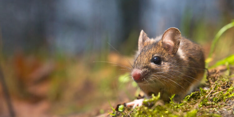 Seremi de Salud confirma primer caso del año de hanta virus en Ñuble de este 2025