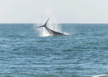 Día de las Ballenas: Compromiso y acción por la protección de los cetáceos en Ñuble