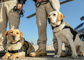 PDI en Chillán, detuvo a un sujeto que mantenía  cultivo de cannabis  en su domicilio