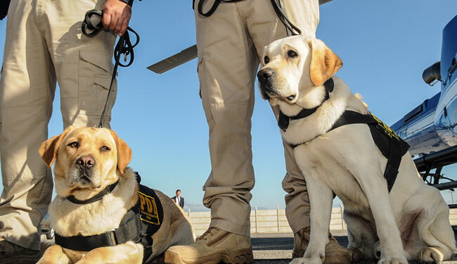 PDI en Chillán, detuvo a un sujeto que mantenía cultivo de cannabis en su domicilio