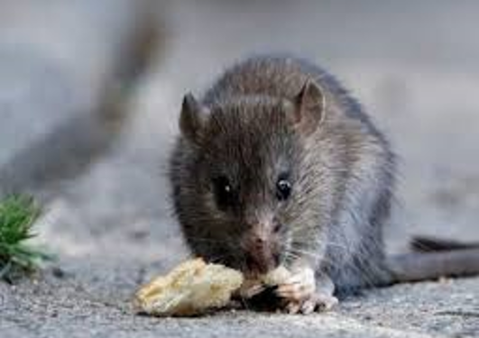 Seremi de Salud confirma cuarto caso de Hantavirus enla región de Ñuble e intensifica llamado a la prevención