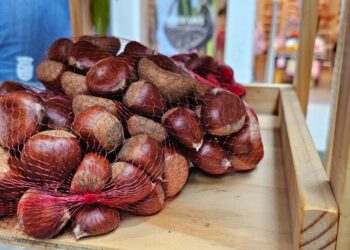 El Carmen: Lanzan Fiesta de la Castaña 2025 con feria promocional en Chillán y Santiago