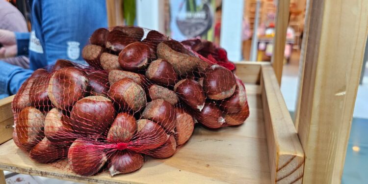 El Carmen: Lanzan Fiesta de la Castaña 2025 con feria promocional en Chillán y Santiago