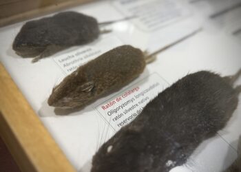 Instituto de Salud Pública confirma fallecimiento asociado a Hantavirus en Ñuble