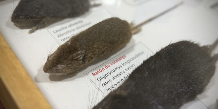 Instituto de Salud Pública confirma fallecimiento asociado a Hantavirus en Ñuble