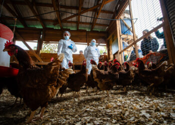 Ministerio de Agricultura llama a reforzar las medidas de bioseguridad para mantener a Chile libre de influenza aviar