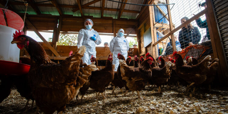 Ministerio de Agricultura llama a reforzar las medidas de bioseguridad para mantener a Chile libre de influenza aviar