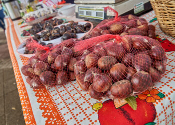 Más de 10 mil personas vivieron la Fiesta de la Castaña El Carmen 2025