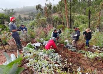 Ministerio del Medio Ambiente, CONAF y FAO invitan a sumar iniciativas de restauración en nuevo registro nacional