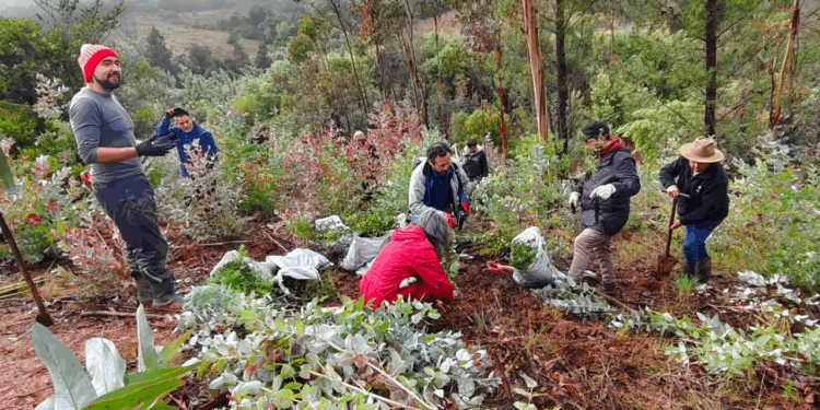 Ministerio del Medio Ambiente, CONAF y FAO invitan a sumar iniciativas de restauración en nuevo registro nacional