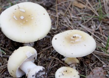 Seremi de Salud refuerza llamado a evitar consumo de hongos silvestres por riesgo de intoxicación grave