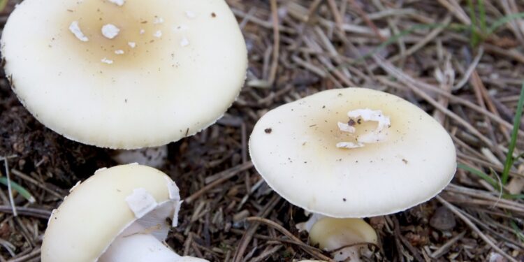 Seremi de Salud refuerza llamado a evitar consumo de hongos silvestres por riesgo de intoxicación grave