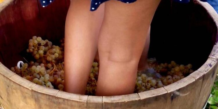 Este 3 de mayo se realizará una Fiesta de Cierre de Vendimia en Viña Prado Portezuelo