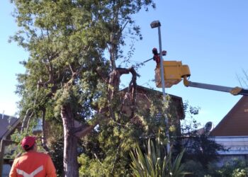 La poda de árboles en Chillán Viejo avanza en un 70% para potenciar su belleza y seguridad