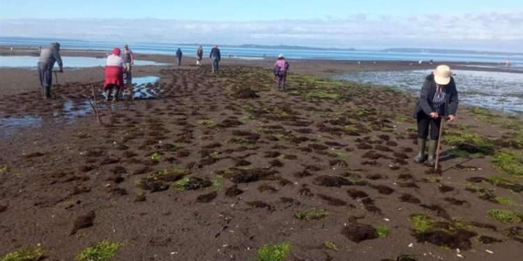 Indespa destinará más de $2.400 millones para fortaleceros cultivos de ostiones, ostras, choritos y algas en Chile