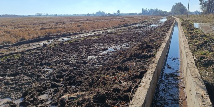 260 proyectos de la Ley de Riego fortalecen la soberanía alimentaria en la región de Ñuble