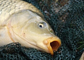 Carpas en lagunas urbanas: la amenaza silenciosa que daña el ecosistema