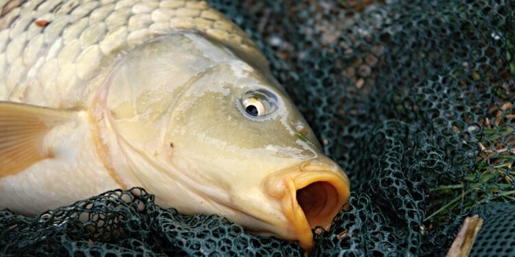Carpas en lagunas urbanas: la amenaza silenciosa que daña el ecosistema