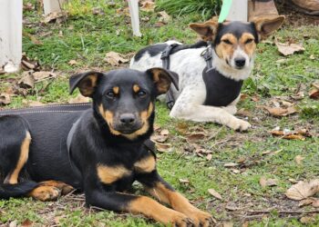El Carmen completó esterilizaciones a más de mil mascotas de la comuna