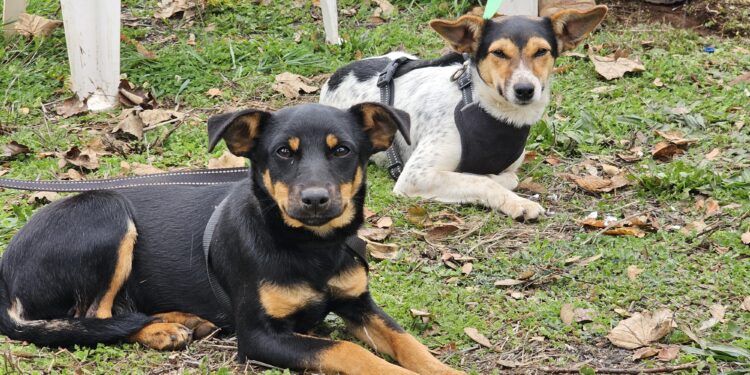 El Carmen completó esterilizaciones a más de mil mascotas de la comuna