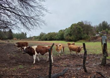 Llaman a la prevención por delitos de abigeato en El Carmen