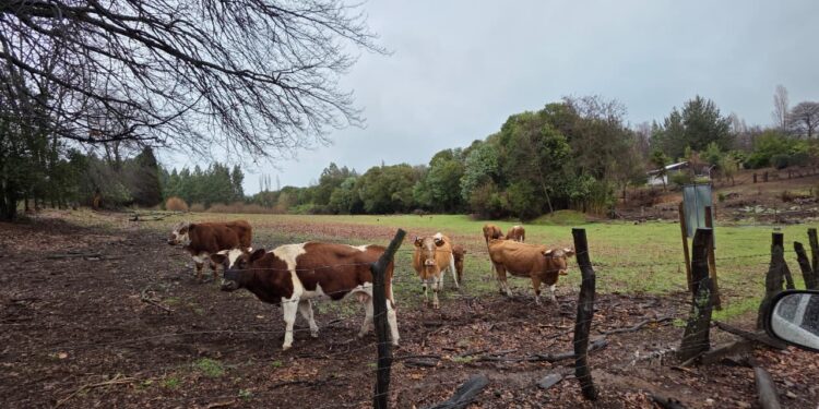 Llaman a la prevención por delitos de abigeato en El Carmen