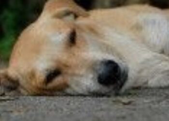 Maltrato Animal en Coihueco Indigna a la Comuna