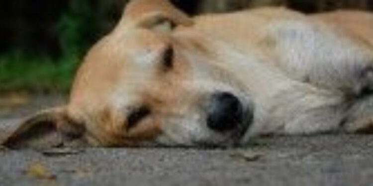 Maltrato Animal en Coihueco Indigna a la Comuna