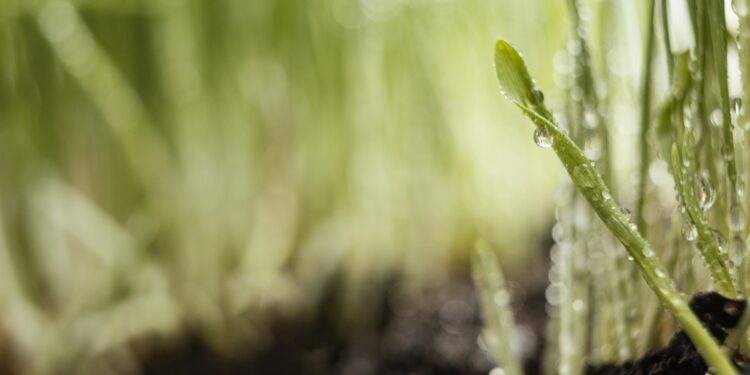 Ñuble apuesta por agricultura sustentable con innovador proyecto “Ambiente Ozono”