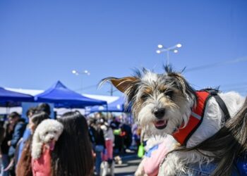 Expo Mascotas de Chillán se consolida como punto de conciencia sobre cuidado animal