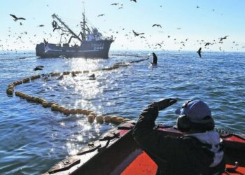 Nueva Ley de Pesca: Industria critica insistencia del Gobierno para licitar el 50% de la cuota pesquera industrial