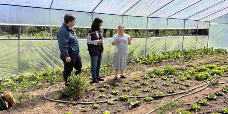 Mujeres rurales de Coelemu fortalecen su producción con 24 nuevos invernaderos.