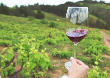 Corfo abre concurso para cofinanciar proyectos de inversión para fortalecer al sector vitivinícola del Valle del Itata