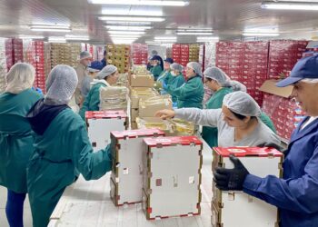 Inauguran moderno Packing de Cerezas en San Nicolás que fortalecerá la vocación agroexportadora de Ñuble