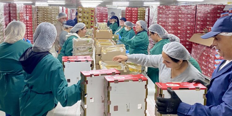 Inauguran moderno Packing de Cerezas en San Nicolás que fortalecerá la vocación agroexportadora de Ñuble