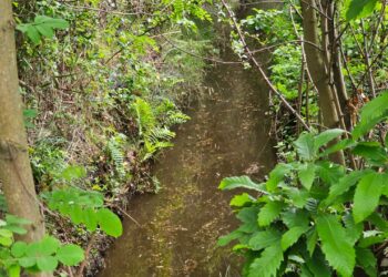 Habilitan el Canal de Riego Municipal de El Carmen: Abastece a 150 familias