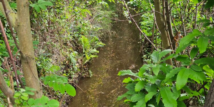 Habilitan el Canal de Riego Municipal de El Carmen: Abastece a 150 familias