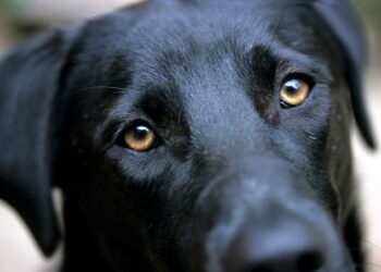 Detienen a Sujeto que abusó sexualmente de perrito en Coronel