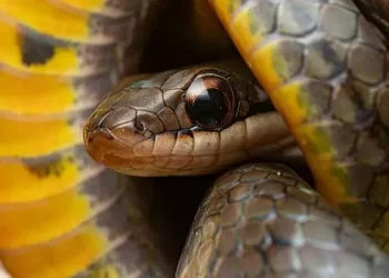 Por qué algunos animales pueden comer veneno sin morir