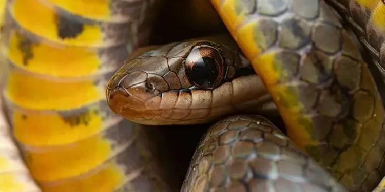 Por qué algunos animales pueden comer veneno sin morir