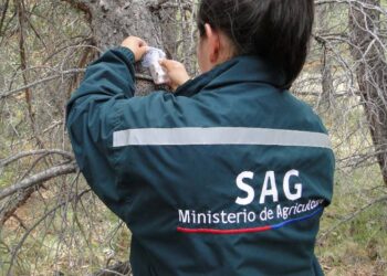 Paralización de más de un mes del SAG arriesga la reputación exportadora de Chile 