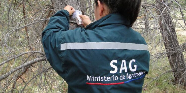 Paralización de más de un mes del SAG arriesga la reputación exportadora de Chile 