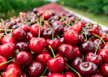 Quinchamalí Celebró Tradicional Fiesta de La Cereza